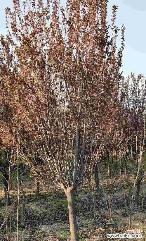 探索苗木地径的优势和发展前景 苗木地径的意义与作用