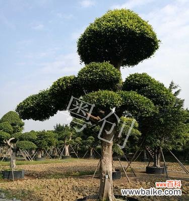 解析苗木全冠及其在园林设计中的应用 苗木全冠是什么意思