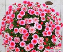 一朵温暖的木春菊在心间绽放 木春菊的花语与传说