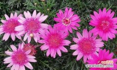 探索木春菊的内涵与象征意义 以木春菊为主题的寓意探究