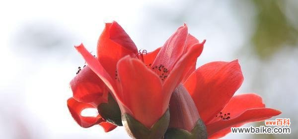 木棉花的花语及其传承 木棉花