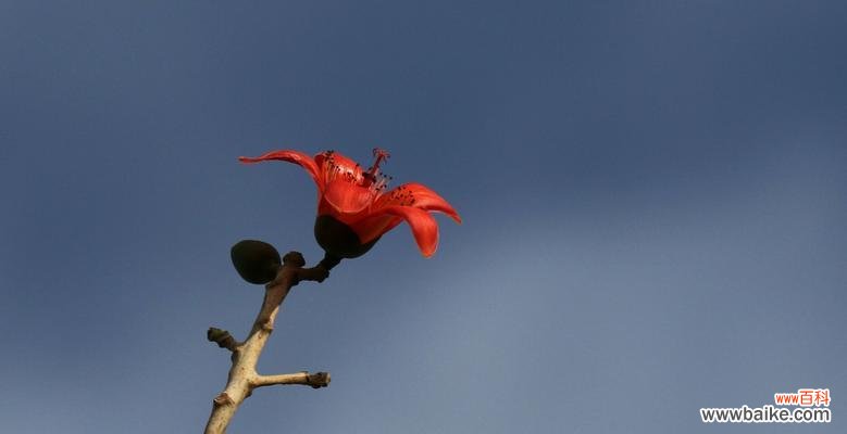 探寻木棉花的象征意义和寓意 木棉花的寓意与象征
