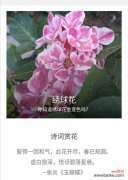 深入解读以木绣球的花语与寓意 以木绣球的花语与意义