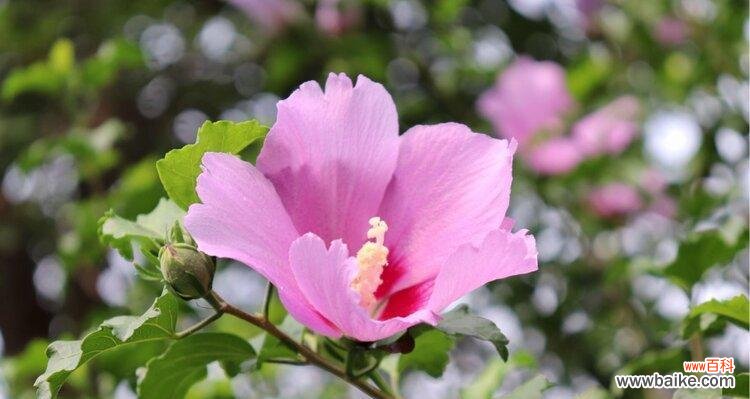 木槿花的神秘花语揭秘 木槿花语与其美丽含义