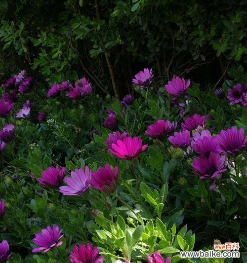 盛开在大地上的万寿花 南非万寿菊