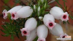 从花卉中感受生命的力量 欧石楠的花语