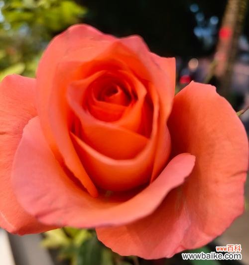 18朵玫瑰花的花语有何特别含义？