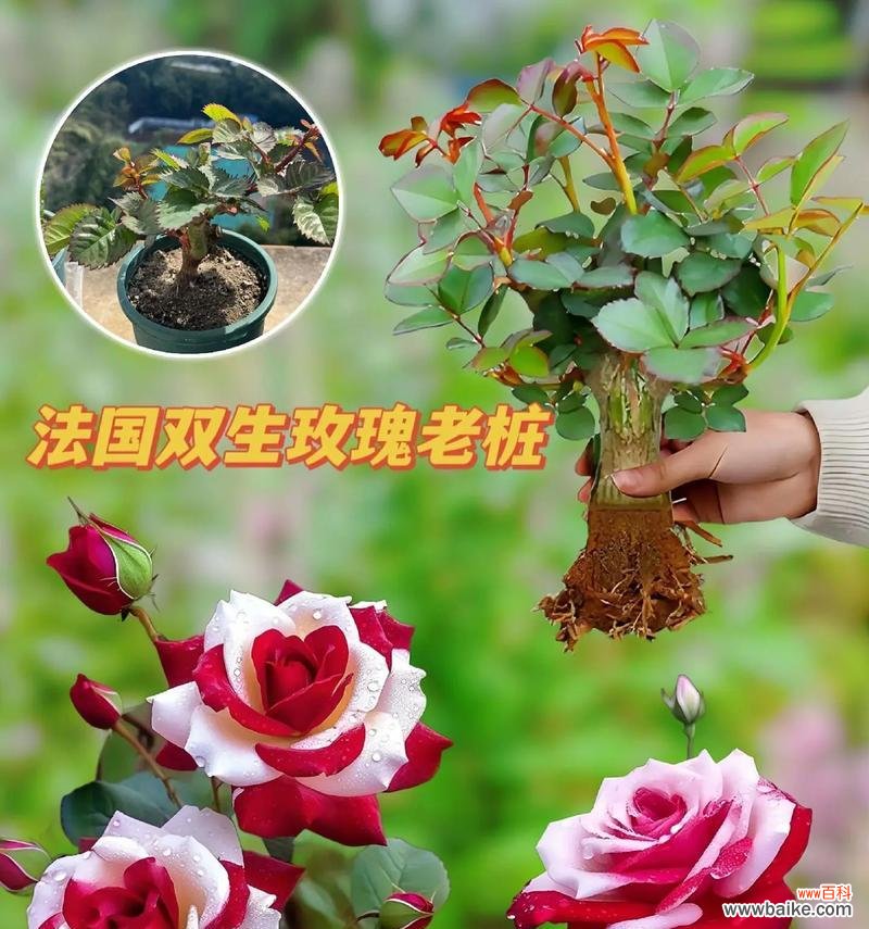 18朵玫瑰花的花语有何特别含义？