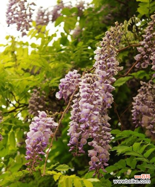 10月25日的花语有何特别之处?它传递了什么信息?