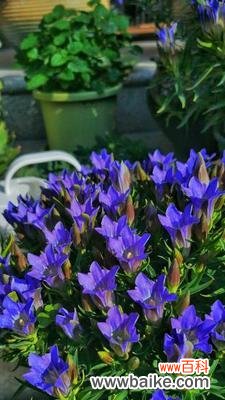 10月25日的花语有何特别之处?它传递了什么信息?