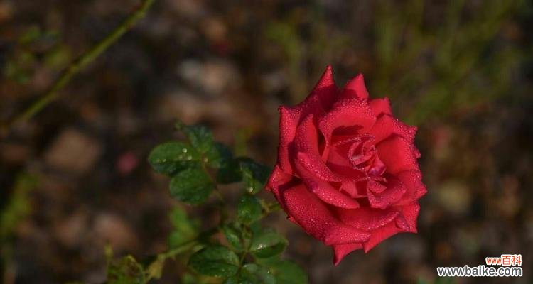 10月25日的花语有何特别之处?它传递了什么信息?