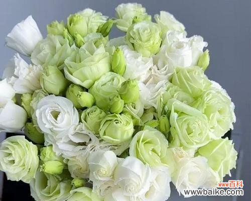 给病人送什么花花语好？哪种花代表康复？