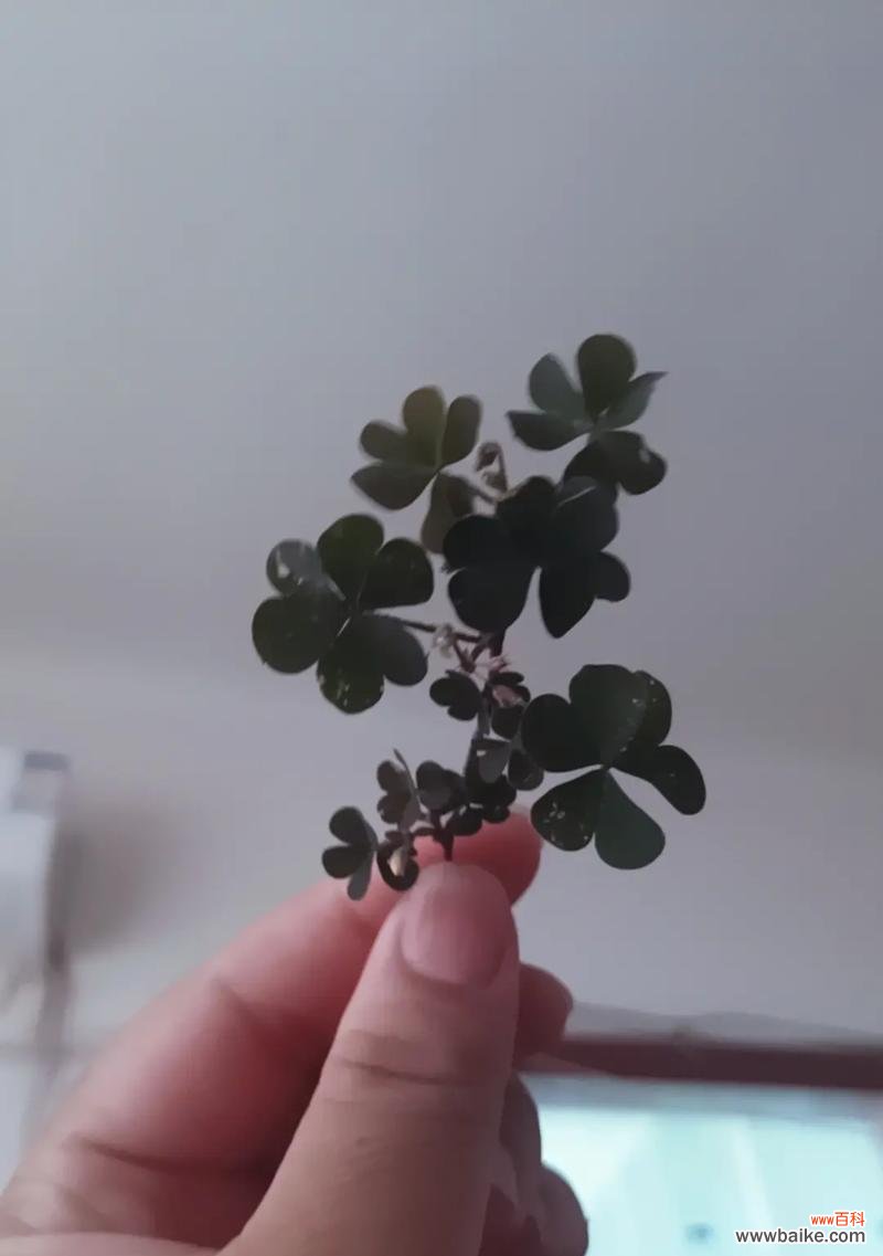 四叶草花语可以用哪个成语来形容？