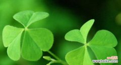 四叶草花语可以用哪个成语来形容？