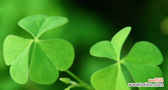 四叶草花语可以用哪个成语来形容？
