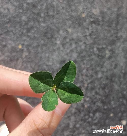 四叶草花语可以用哪个成语来形容？