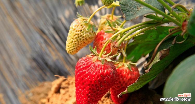 红草莓的花语是什么意思?红色草莓象征着什么?