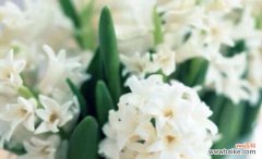 陪伴我的花语有何含义？它在人际关系中扮演什么角色？