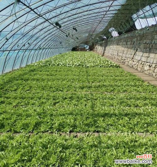 苦菊的花语是什么？苦菊代表了哪种情感或信息？