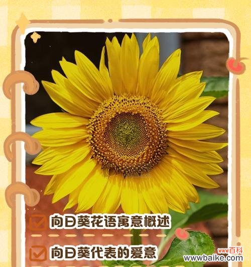 向日葵的花语代表什么？向日葵象征着什么？