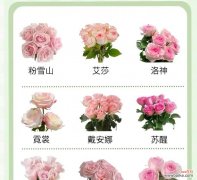 蓝色和粉色搭配的花语有何含义？