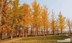 落城的花语是什么？落城花语有何含义？