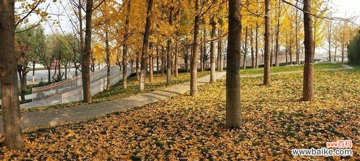 落城的花语是什么？落城花语有何含义？