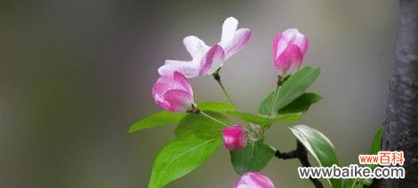 落城的花语是什么？落城花语有何含义？