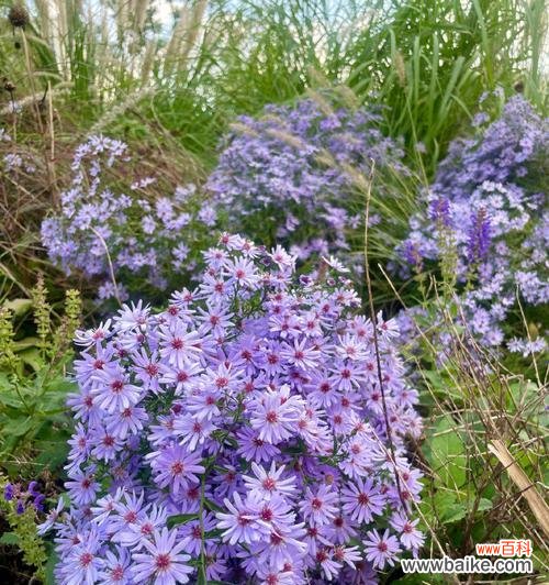 紫宛的花语含义是什么？如何用它来表达情感？