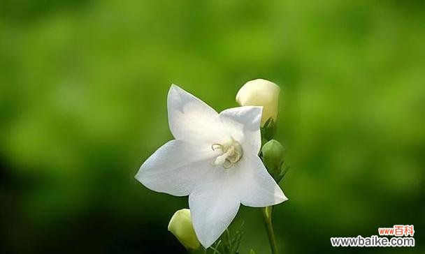 探索世界上各种花朵的花语及其意义 揭示花语之谜