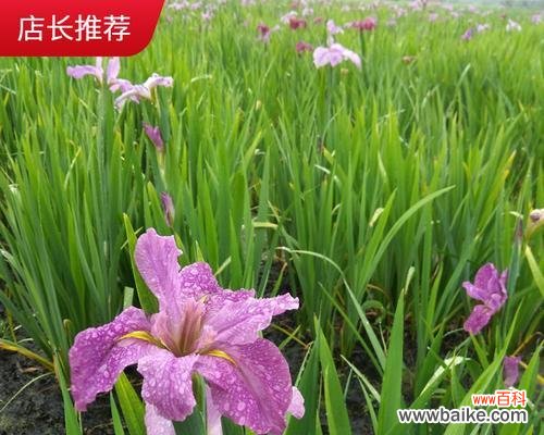 探秘以挺水植物的生态之谜 水中挺立的奇异之花