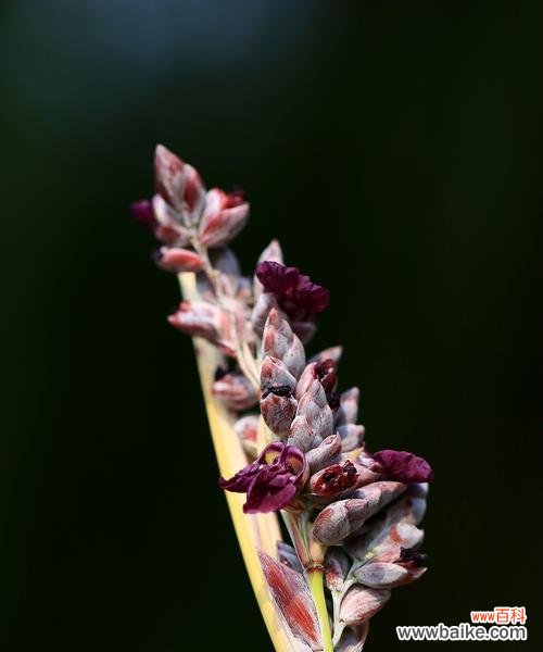 探秘以挺水植物的生态之谜 水中挺立的奇异之花