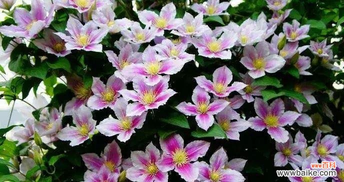 探寻铁线莲的美丽与象征意义 铁线莲的花语与寓意