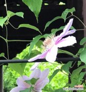 探寻铁线莲的美丽与象征意义 铁线莲的花语与寓意