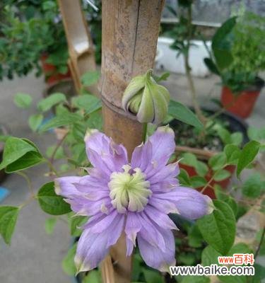 探寻铁线莲的美丽与象征意义 铁线莲的花语与寓意