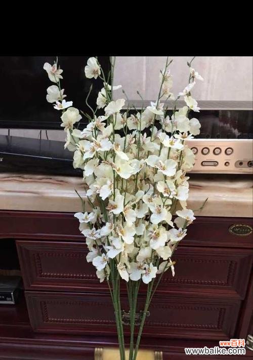 探寻跳舞兰的美丽花语,了解花朵的神奇语言 跳舞兰的花语与象征意义