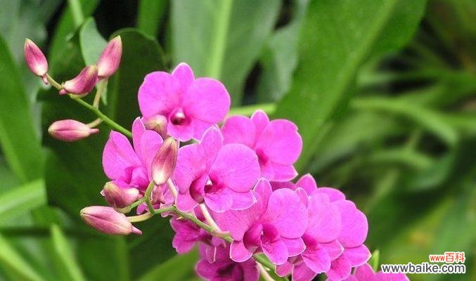 探寻跳舞兰的美丽花语,了解花朵的神奇语言 跳舞兰的花语与象征意义