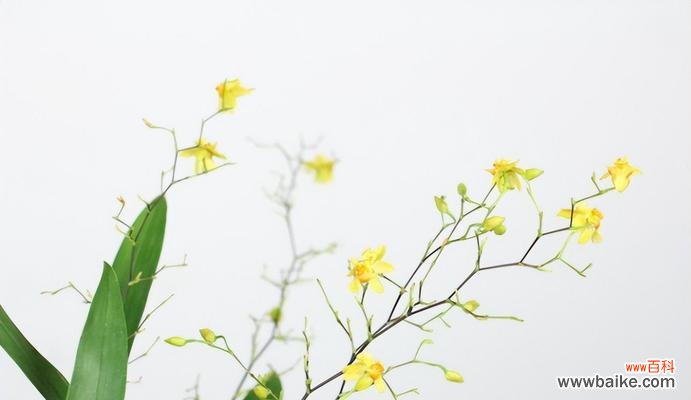 探寻跳舞兰的美丽花语,了解花朵的神奇语言 跳舞兰的花语与象征意义