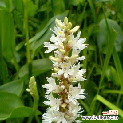 探寻梭鱼草的花语，揭示幸福的秘密 梭鱼草花语之美