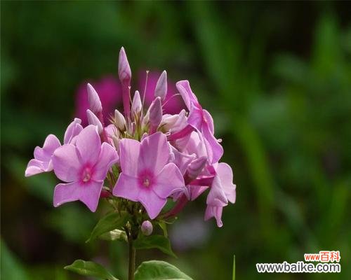 解析福禄考花语的深层意义,揭示宿根植物的神秘力量 探秘宿根福禄考花语之魅力