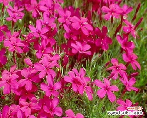 解析福禄考花语的深层意义,揭示宿根植物的神秘力量 探秘宿根福禄考花语之魅力