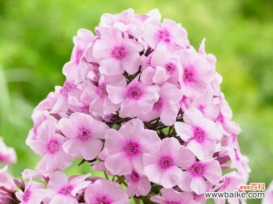 解析福禄考花语的深层意义,揭示宿根植物的神秘力量 探秘宿根福禄考花语之魅力