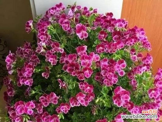 解读天竺葵的15种花语，揭示其隐含的寓意 天竺葵花语与寓意