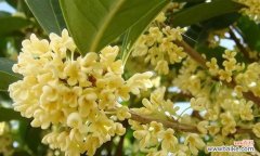 解读天竺桂花的花语和象征意义，感受自然的美丽 天竺桂的花语寓意及其象征意义