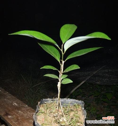 解读天竺桂花的花语和象征意义，感受自然的美丽 天竺桂的花语寓意及其象征意义