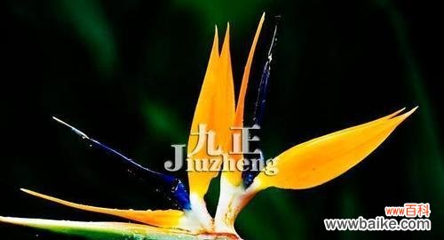 天堂鸟花语的深刻寓意与神奇力量 天堂鸟的花语——向自由和美丽致敬