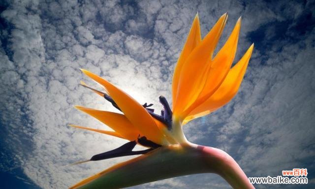 天堂鸟花语的深刻寓意与神奇力量 天堂鸟的花语——向自由和美丽致敬