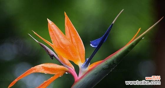 天堂鸟花语的深刻寓意与神奇力量 天堂鸟的花语——向自由和美丽致敬