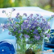 传承爱的花语，一生不忘的誓言 勿忘草