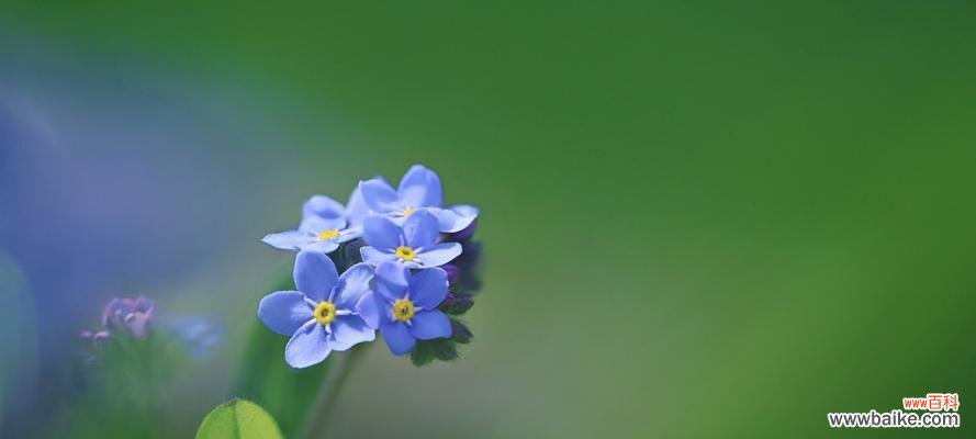 传承爱的花语，一生不忘的誓言 勿忘草